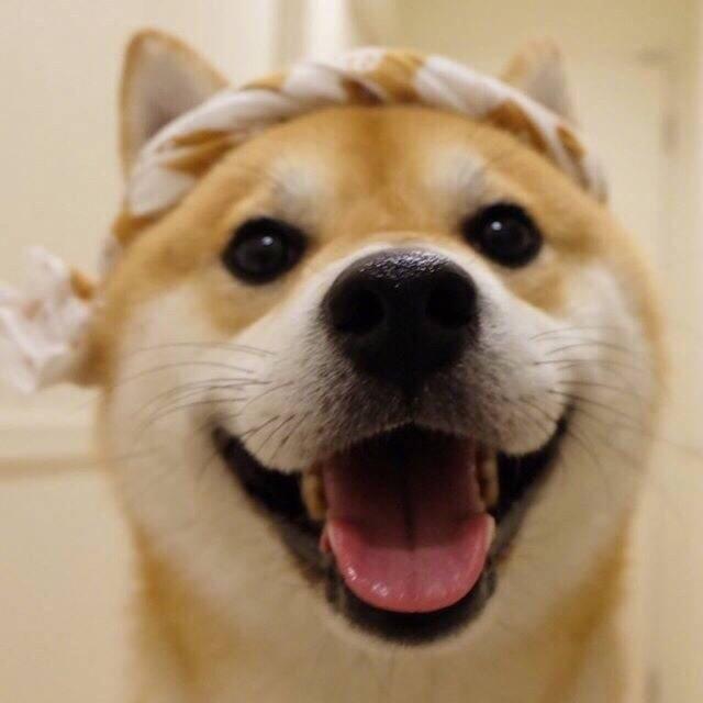 情侣头像搞怪可爱卖萌宠物猫咪|猫咪|搞怪|头像_新浪新闻