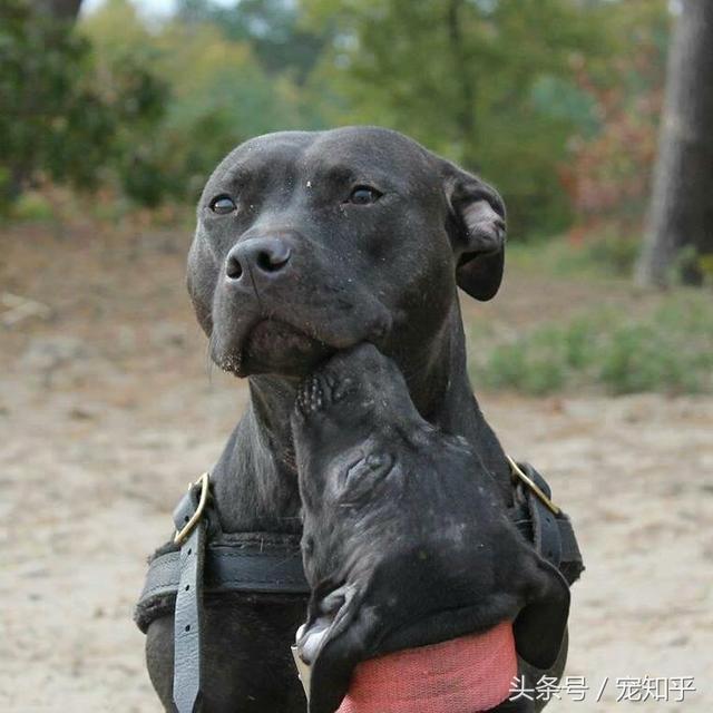 比特犬真的是世界最强猛犬吗