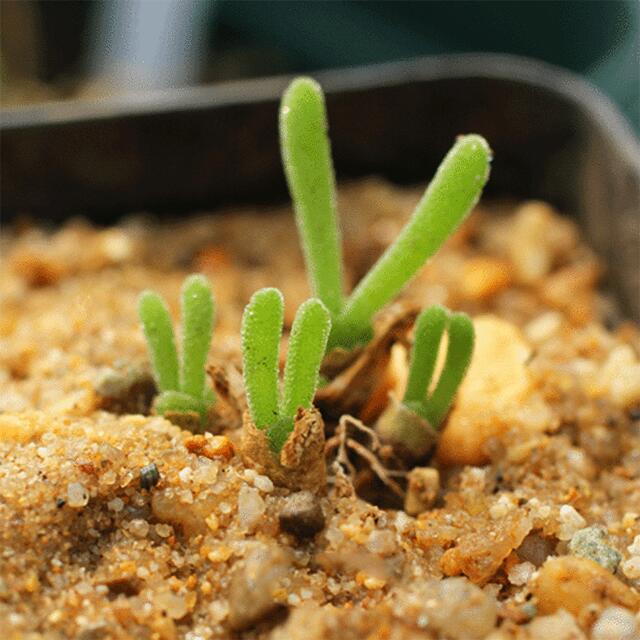 碧光环即使长大了就变样了,仍掩盖不住碧光环小时候的可爱