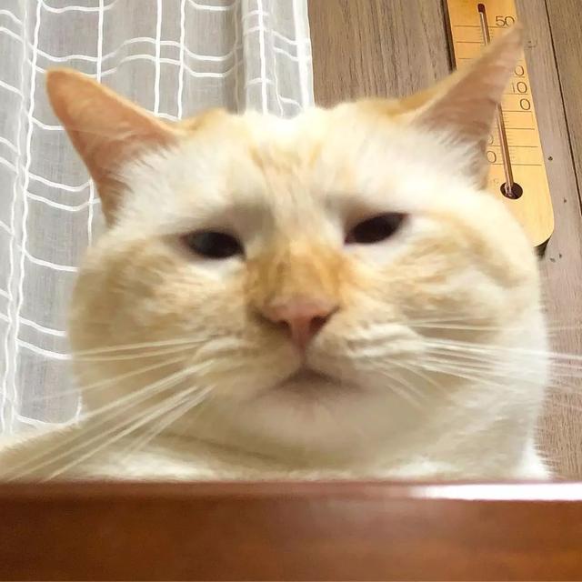 看了这只猫的表情包才明白,原来眼睛小也是一种特色