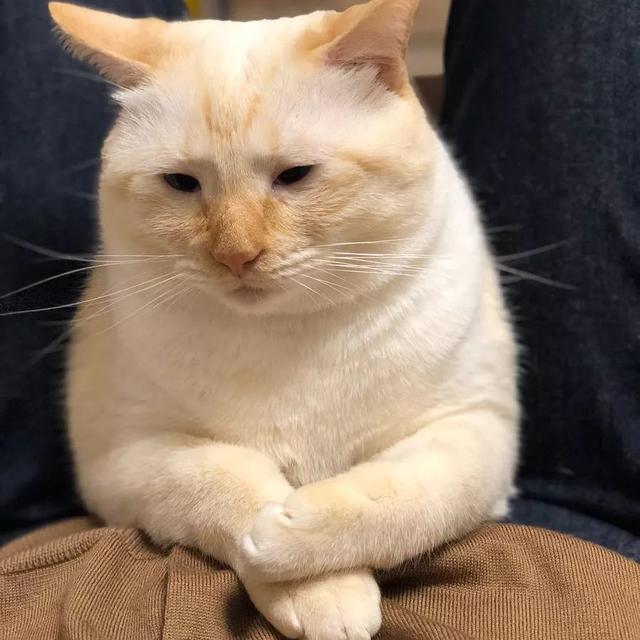 看了这只猫的表情包才明白,原来眼睛小也是一种特色