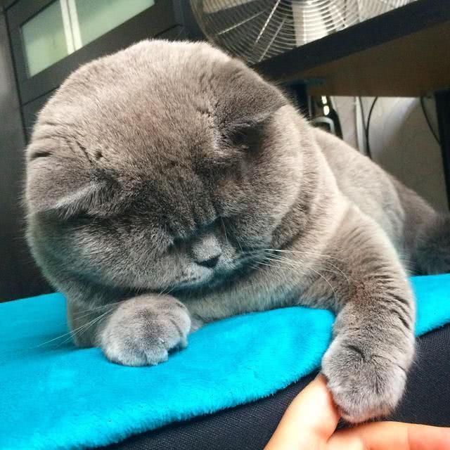 短毛猫有猪的基因? 连睡姿都一样, 猪: 我可不背这个锅!