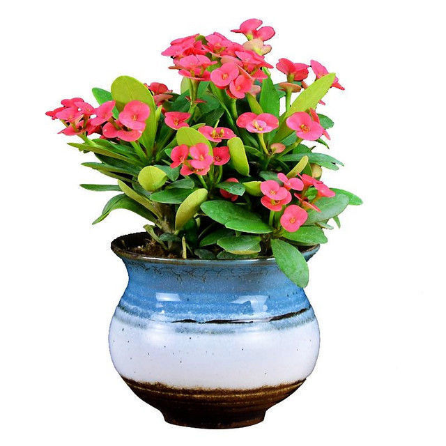 10种懒人最爱的花卉盆栽,给点水就精神,养花杀手都养不死!