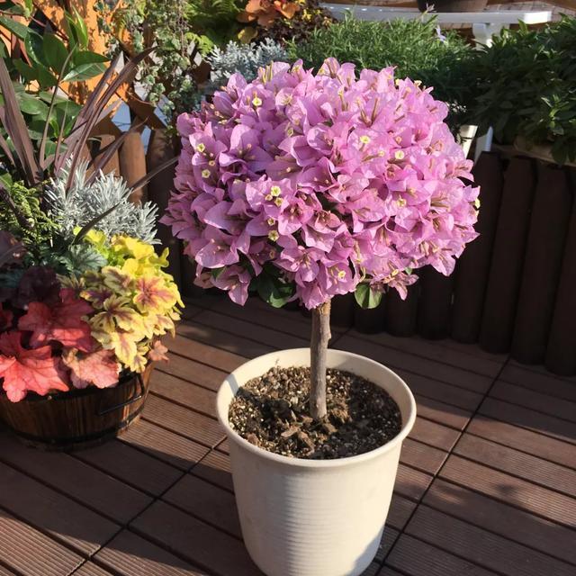 苗木行业春风吹起 横栏苗木发展迅猛
