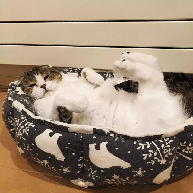折耳猫睡姿太豪情奔放,网友:不忍直视!