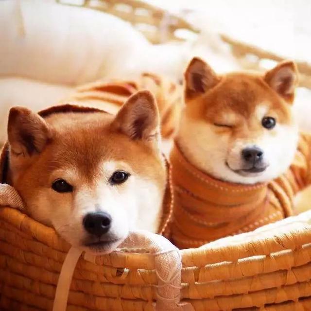 见多了塑料兄妹情,开始怀疑狗生?这对兄妹绝对能治愈你!