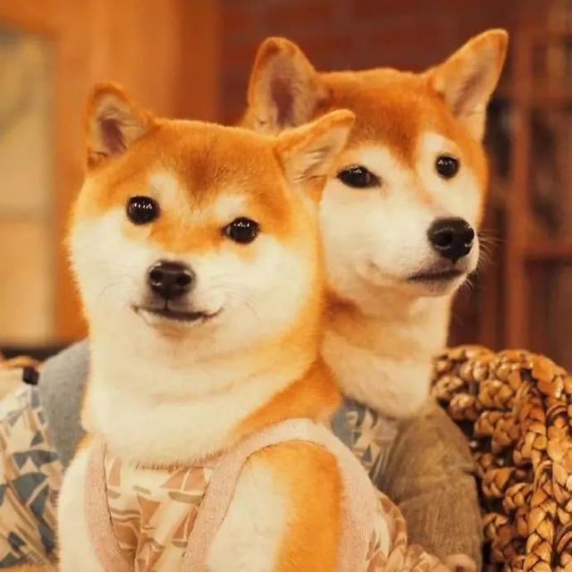 见多了塑料兄妹情,开始怀疑狗生?这对兄妹绝对能治愈你!