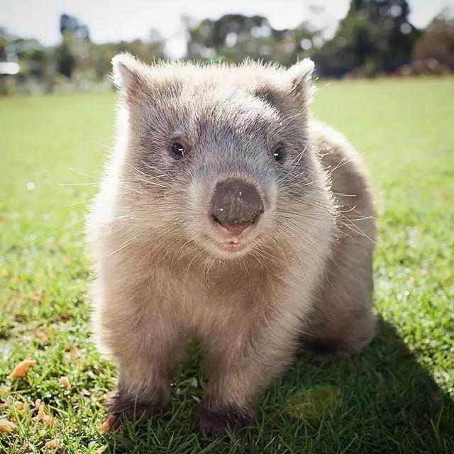 知道袋鼠和树袋熊可袋熊是什么臭臭还是麻将牌似的