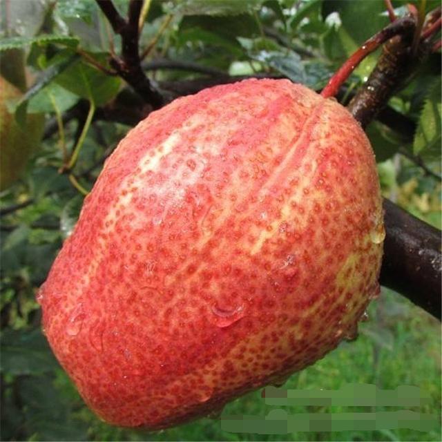 重磅丨早酥红黎面世,产量让人难于置信