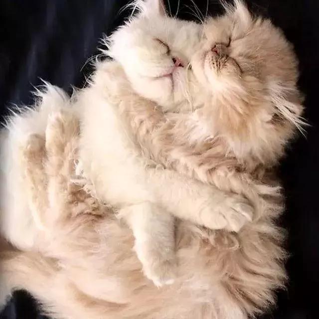 暖冬小确幸从猫咪的抱抱开始