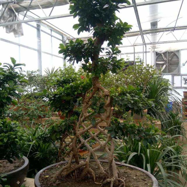 四季常青叶片浑厚青绿刺冬青养成盆景