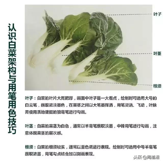 国画白菜,苦瓜和萝卜的画法,简单易学!