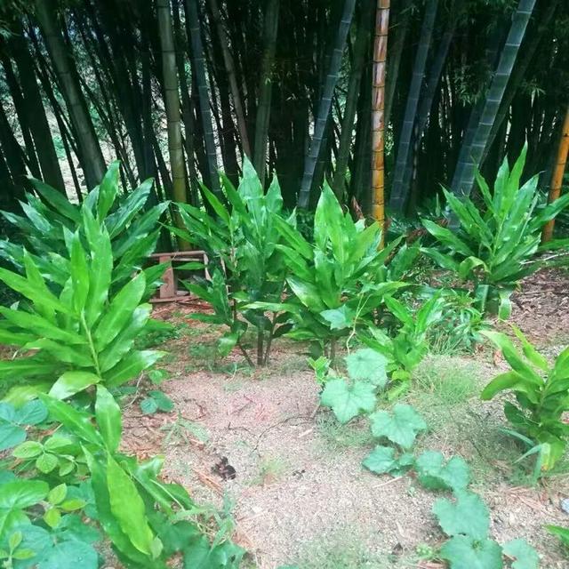 亚洲人参洋火姜农村少有的美味你吃过吗