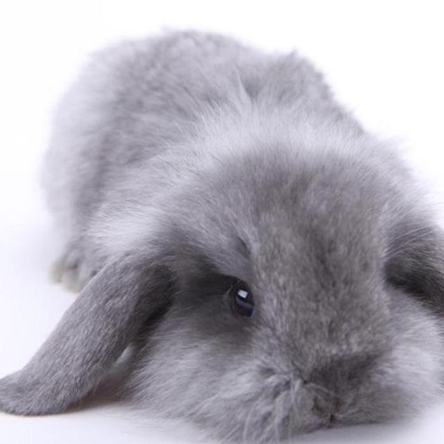 兔兔的尿应该是什么颜色