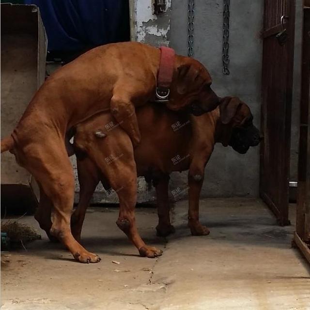 一款能与藏獒相比的日本犬,表面无公害实际很厉害