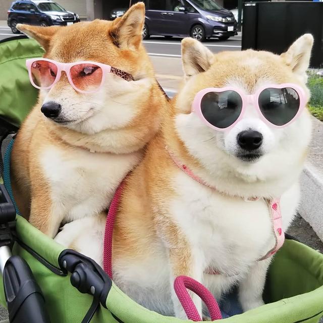 柴犬被主人恶搞穿丝袜那么问题来了柴犬和柯基谁的屁股性感