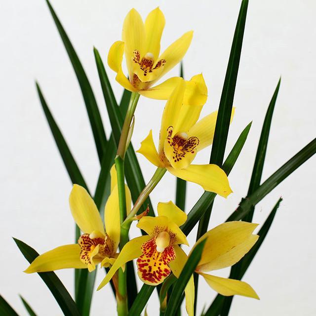 花色最黄的兰花,花香浓郁,花大色艳,非常的好养易活,耐寒性好
