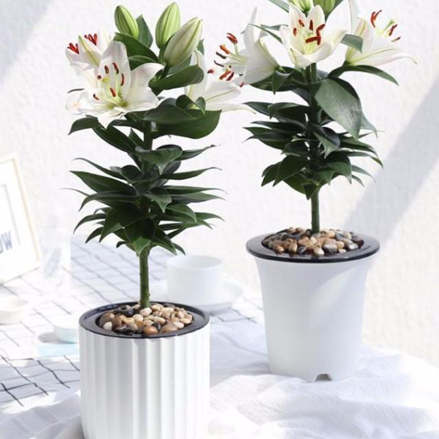 家里养盆百合花,温馨幸福又和睦,做成盆景观赏劲更足!