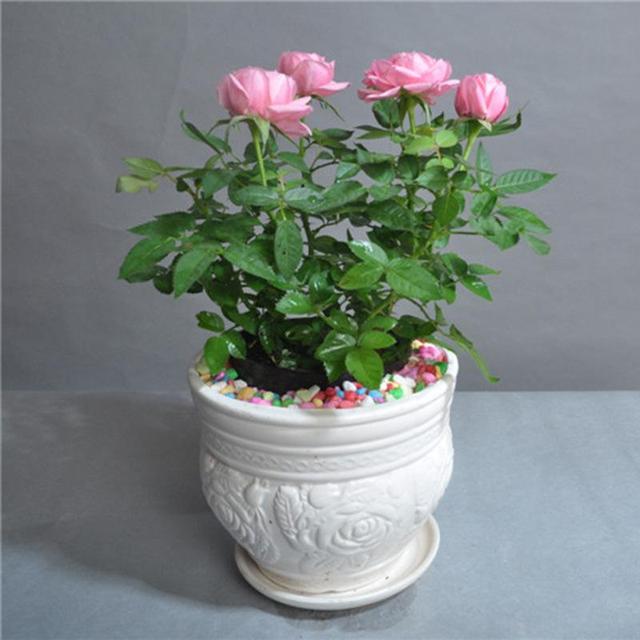最美盆景——火红色月季花,家里养一盆,添光增彩真耐看!