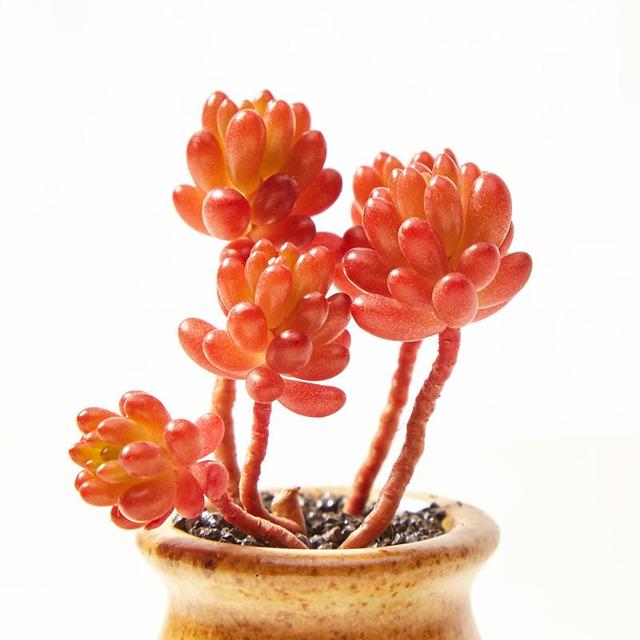 外形多样养护简单,多肉盆景怎么养出层次感?这些技巧你知道吗?