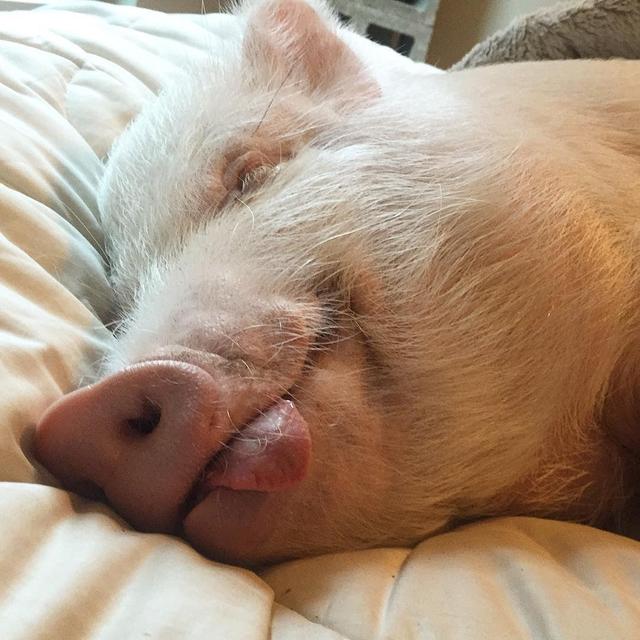 这6只网红猪萌化你的心