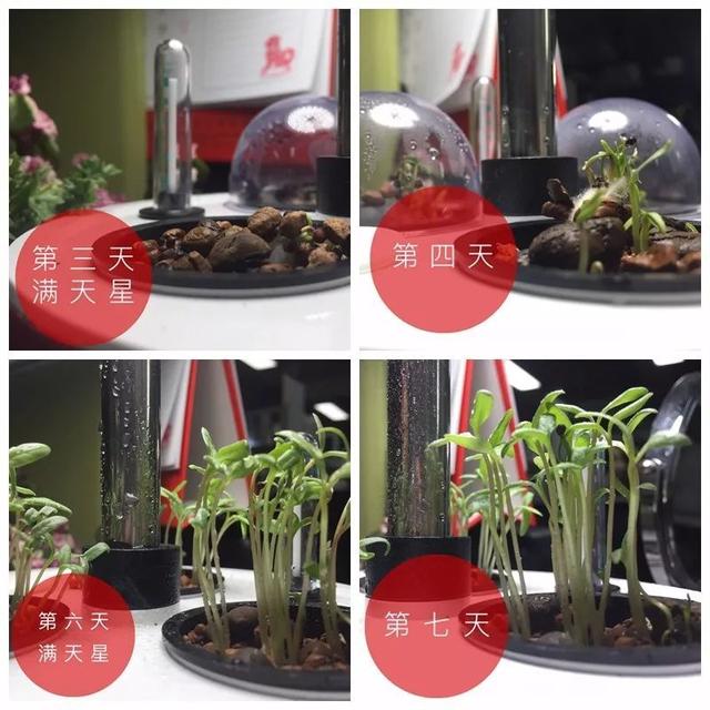 六倍利生长记录