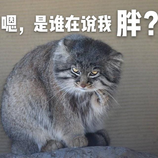 兔狲总被铲屎官错认,只能现身讲课,解释自己是猫科“猛兽”真相|兔狲|铲屎官|猫猫_新浪新闻