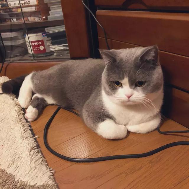 日本小哥养了一只仙女小猫咪这生气的小表情让人想宠溺