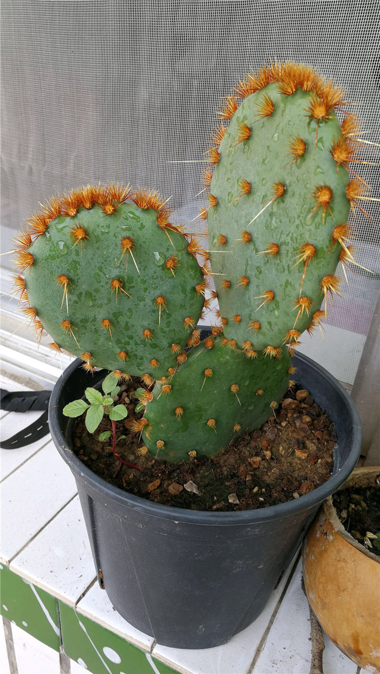 养护|盆栽|仙人掌_新浪网