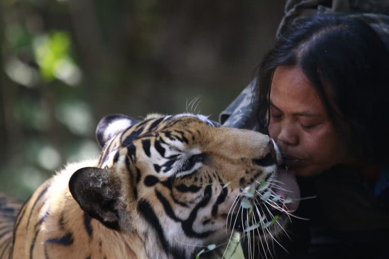 印尼男子把老虎当宠物养了十年,常与其亲吻拥抱称它是顽皮的大猫