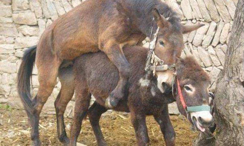 驴和马交配生骡子骡子却不能自己生骡子是啥原因你知道吗