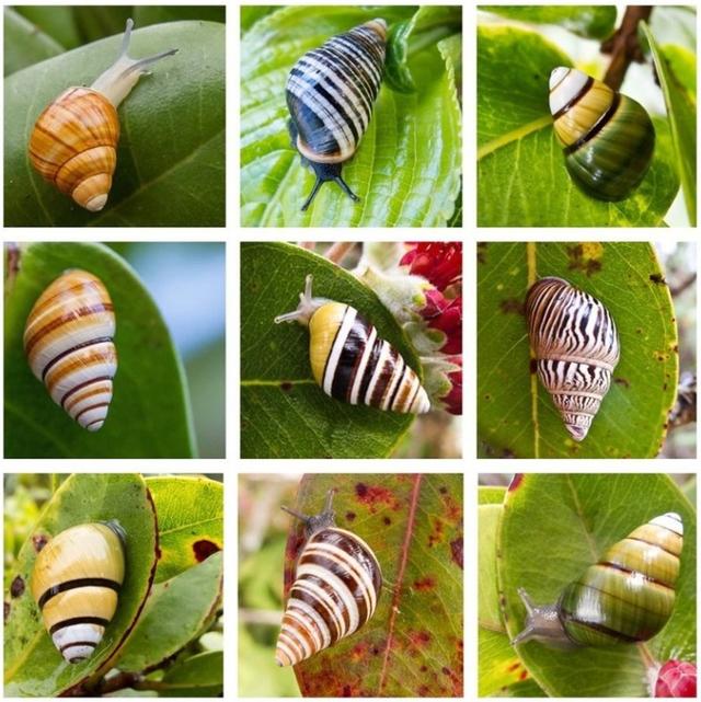 据悉夏威夷原先有的蜗牛种类达到750种,现在却可能已经消失了90%,蜗牛