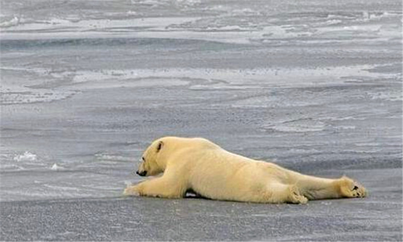 北极熊行走中被冰层滑倒,接下来北极熊的一个举措巧妙化解尴尬