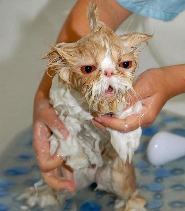 折耳猫洗澡时一脸呆萌可爱极了,一捧水浇下去,众人都笑喷了