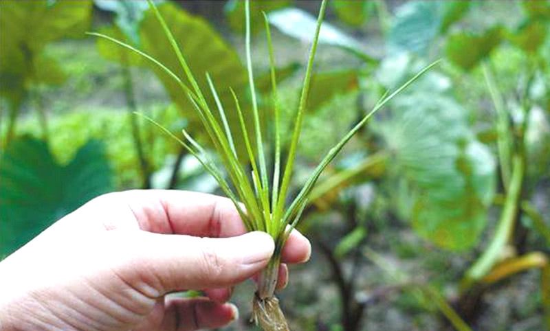 这种既像葱又像韭菜的野草,你还在拔它煎鸡蛋吃吗?它是保护植物