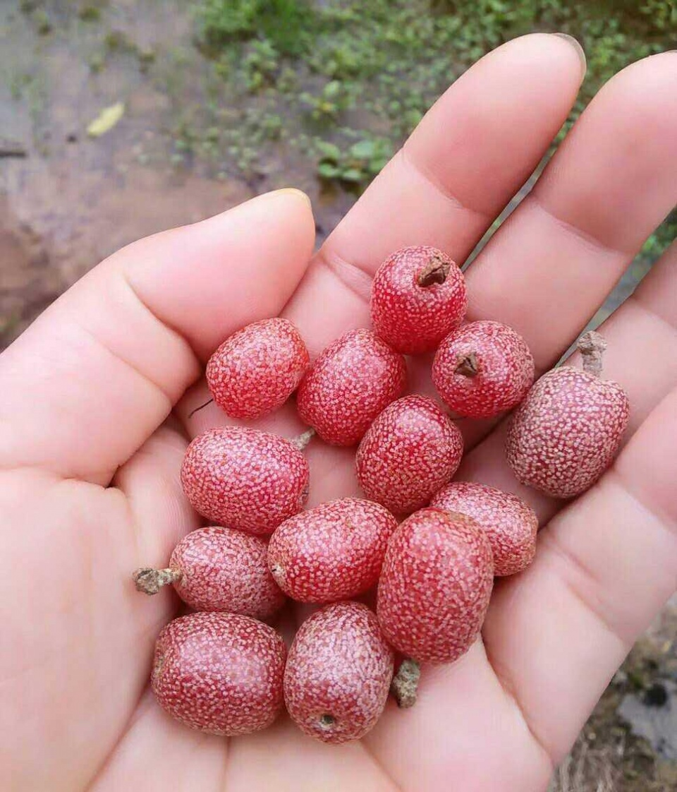 羊奶果是农村市场常见的一种野果,蕴含丰富的营养物质,口感也很好,对