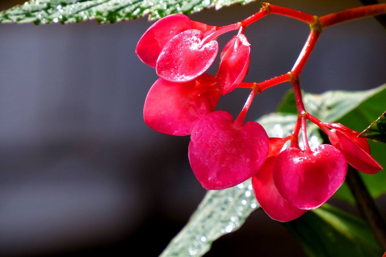 冬季竹节海棠怎么养,这几个方法要牢记!