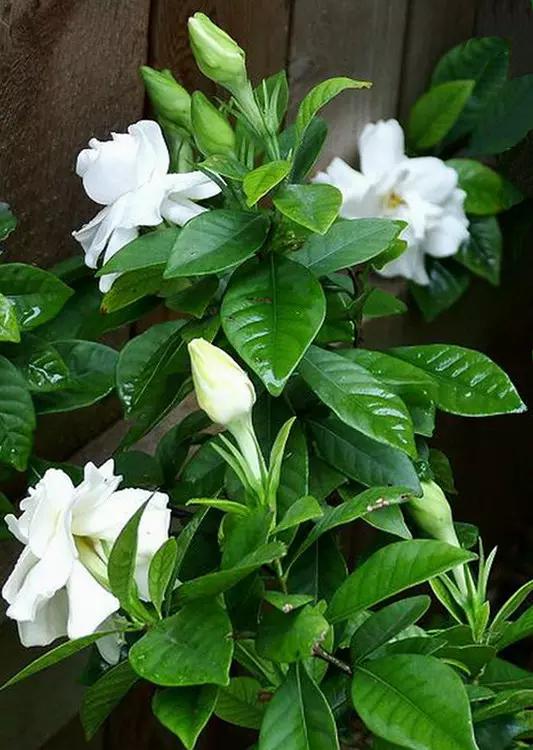 天一冷茶花栀子花就好黄叶教你1个土方法解决