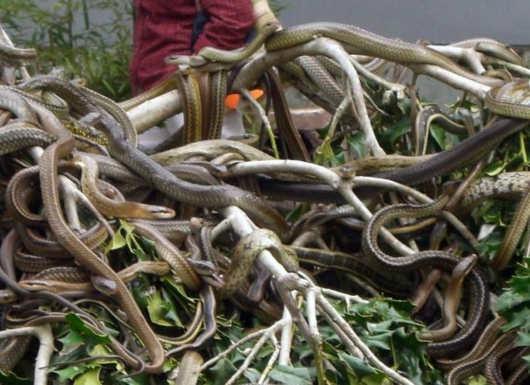 中国唯一的蛇岛,上面风景秀丽,可是毒蛇遍地