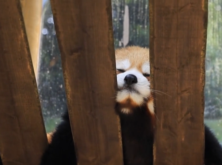 小熊猫的头被卡住折腾了好久才弄出来脸都被挤成了表情包