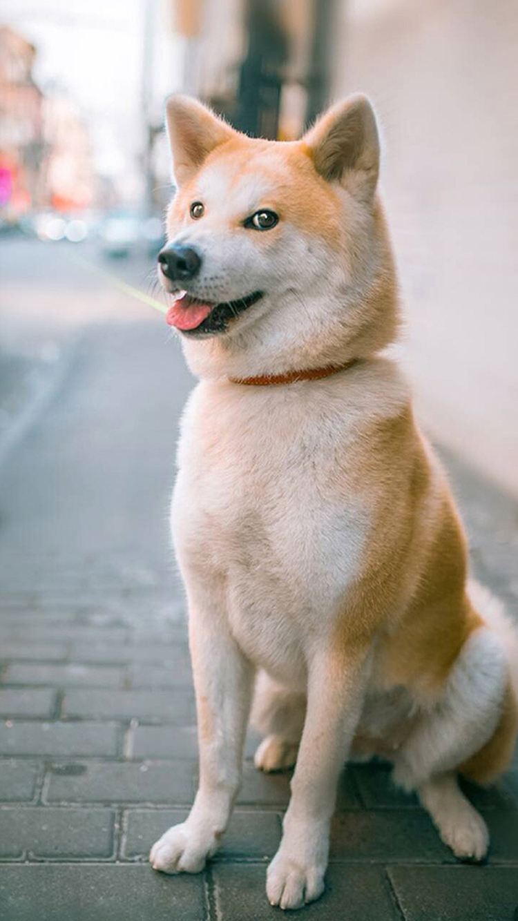 秋田犬狗狗皮肤病如何治疗?