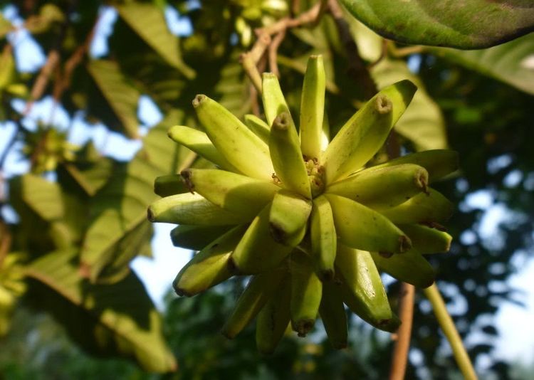 正文       除此之外,水桐树可以说全身是宝,它的的根,皮,叶再到果实