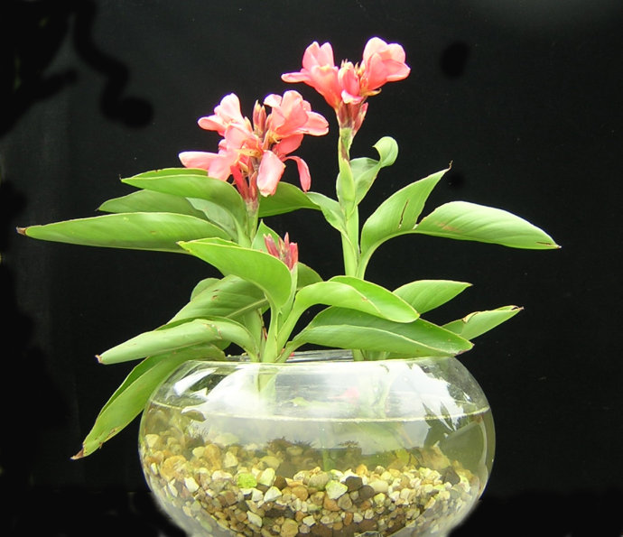 养花最美不过美人蕉想要长成满满一盆这些小技巧要学会