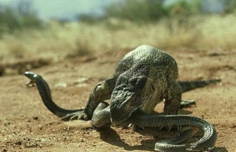 平头哥仅排第三名,未曾想第一名竟如此优秀|蟒蛇|平头|天敌_新浪新闻