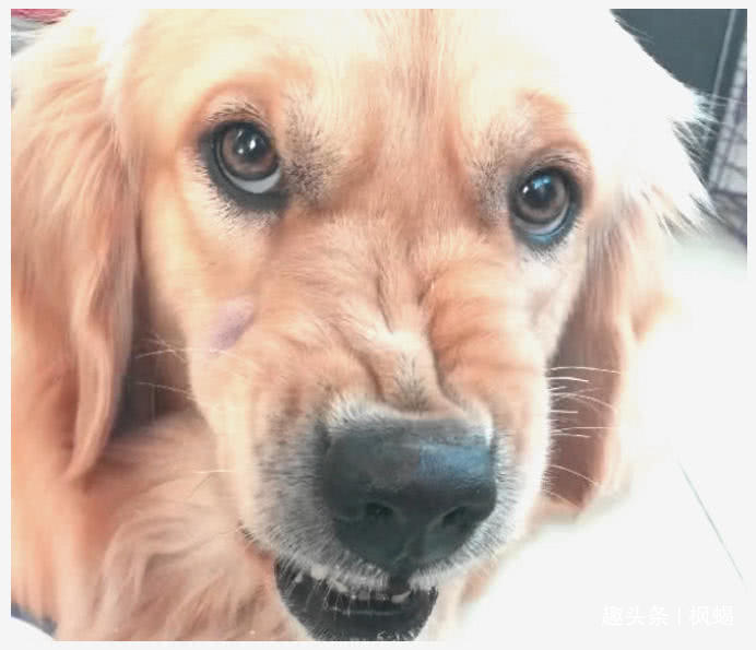 发现金毛在朝自己龇牙咧嘴,想清楚原因后不淡定了|金毛|狗狗|吃饭