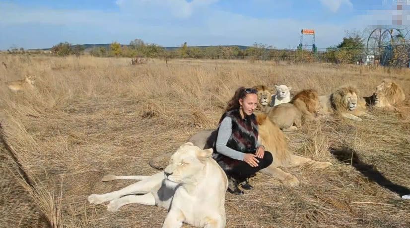 "最污"的狮子:竟对美女做出"这种事",美女尴尬的落荒而逃!