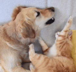 确实嘛,猫咪和狗狗各有可爱之处,家里同时养了它们会给铲屎官带来很多