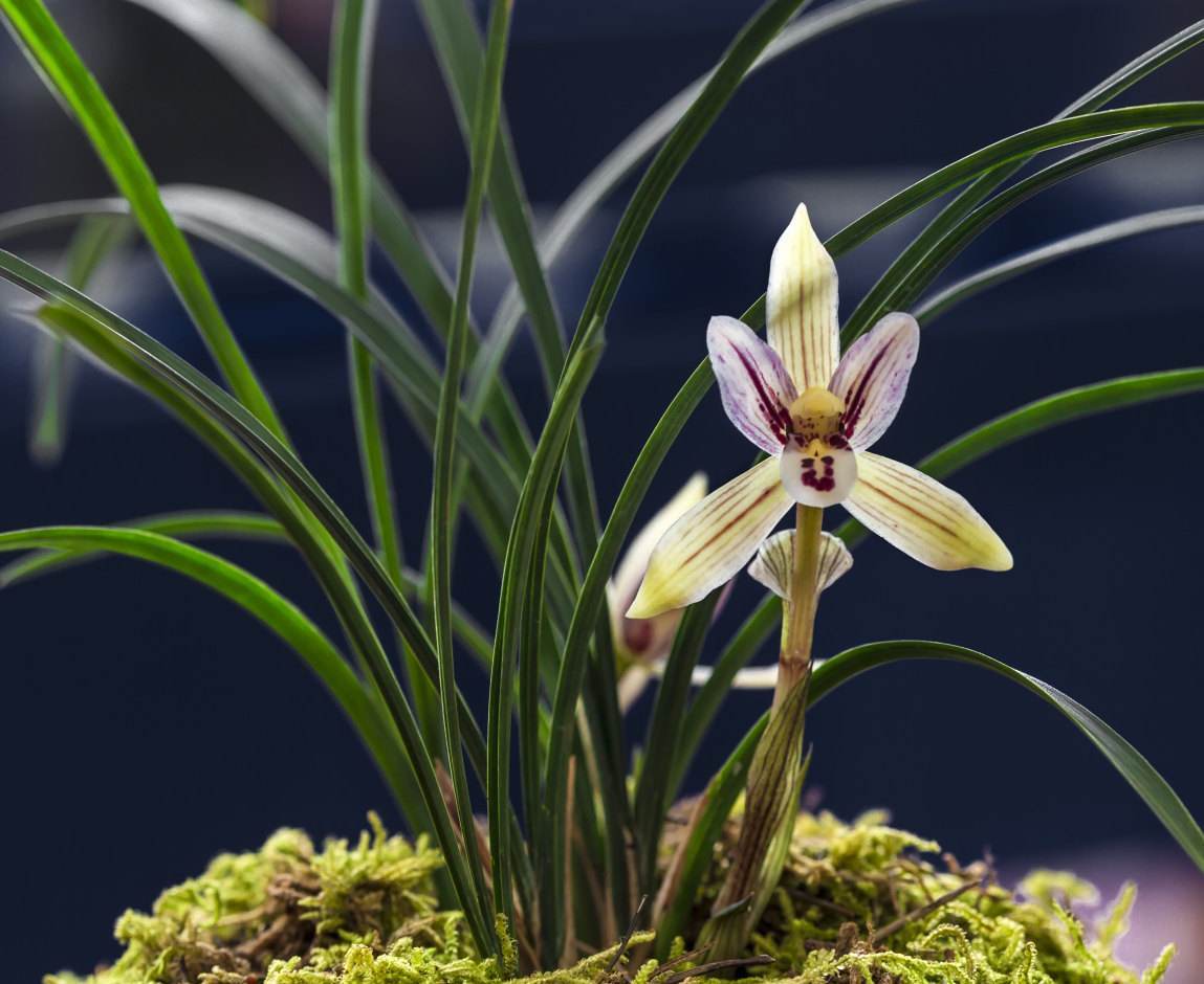 刚买回来的兰花如何处理才能更好的成活?