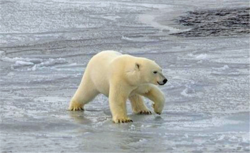 北极熊行走中被冰层滑倒,接下来北极熊的一个举措巧妙化解尴尬