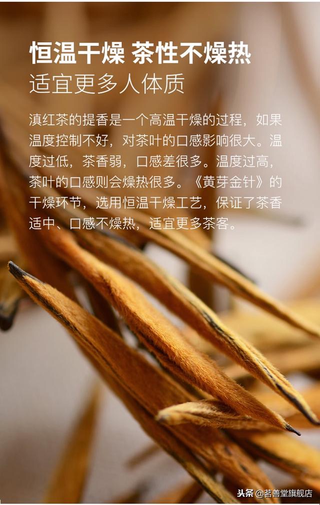 知道什么是滇红金针茶吗